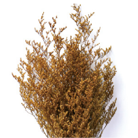 Лимониум Gold Yellow сухоцвет оптом (1 пучок)