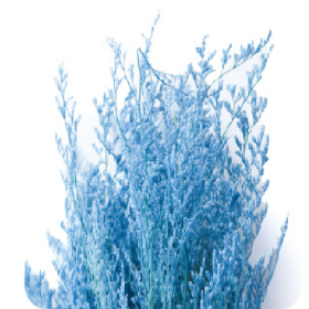 Лимониум Blue сухоцвет оптом (1 пучок)