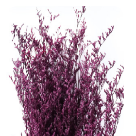 Лимониум Bright Purple сухоцвет оптом (1 пучок)