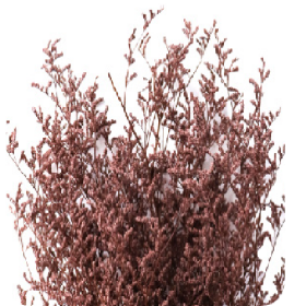 Лимониум Brown сухоцвет оптом (1 пучок)