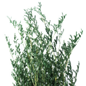 Лимониум Dark Green сухоцветы оптом (1 пучок)