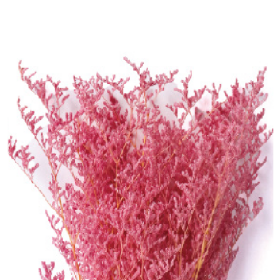 Лимониум Dark Pink сухоцвет оптом (1 пучок)