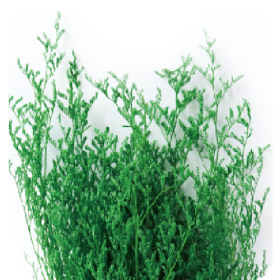 Лимониум Bright Green сухоцвет оптом (1 пучок)