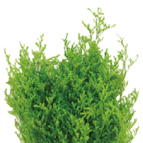 Лимониум Leaf Green сухоцвет оптом (1 пучок)