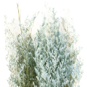 Лимониум Light Gray сухоцвет оптом (1 пучок)