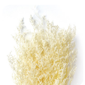 Лимониум Off White сухоцвет оптом (1 пучок)