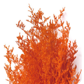 Лимониум Orange сухоцвет оптом (1 пучок)