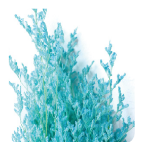 Лимониум Sky Blue сухоцвет оптом (1 пучок)