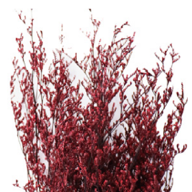 Лимониум Wine сухоцвет оптом (1 пучок)