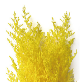 Лимониум Bright Yellow сухоцвет оптом (1 пучок)