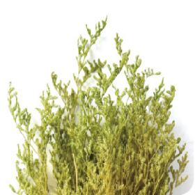 Лимониум Yellow Green сухоцвет оптом (1 пучок)