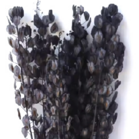 Тласпи Black сухоцвет оптом (1 пучок)