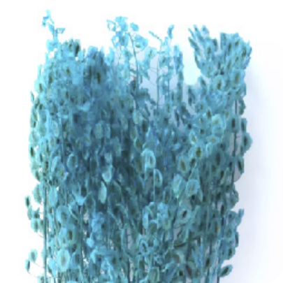 Тласпи Blue Green сухоцвет (1 пучок)