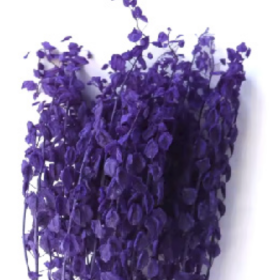 Тласпи Dark Purple сухоцвет оптом (1 пучок)