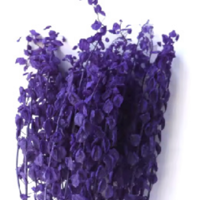 Тласпи Dark Purple сухоцвет оптом (1 пучок)