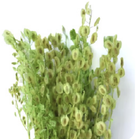 Тласпи Green сухоцвет оптом (1 пучок)