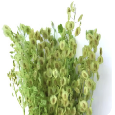 Тласпи Green сухоцвет оптом (1 пучок)