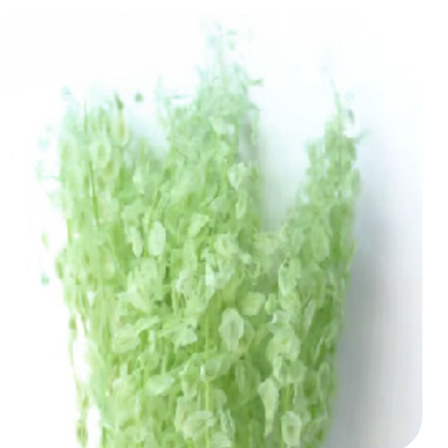 Тласпи Light Green сухоцвет оптом (1 пучок)