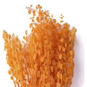 Тласпи Orange сухоцвет оптом (1 пучок)