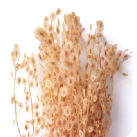 Тласпи Peach сухоцвет оптом (1 пучок)