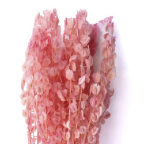 Тласпи Pink сухоцвет оптом (1 пучок)