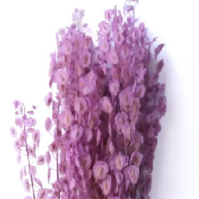 Тласпи Pink Purple сухоцвет оптом (1 пучок)