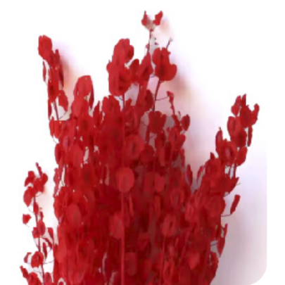 Тласпи Red сухоцвет оптом (1 пучок)