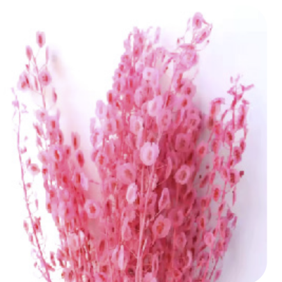 Тласпи Rose Pink сухоцвет оптом (1 пучок)