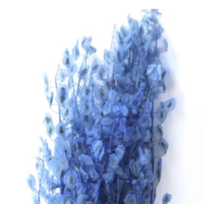 Тласпи Royal Blue сухоцвет оптом (1 пучок)