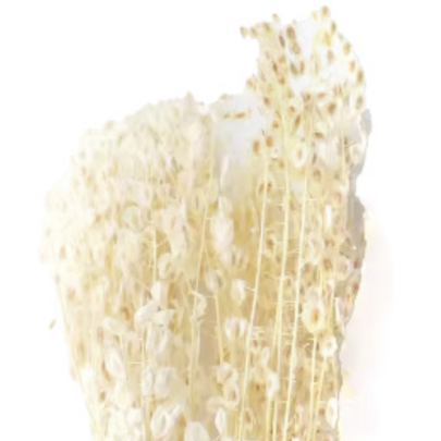 Тласпи White сухоцвет оптом (1 пучок)