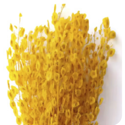 Тласпи Yellow сухоцвет оптом (1 пучок)