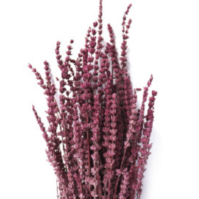 Лаванда Boysenberry стабилизированная (1 пучок)