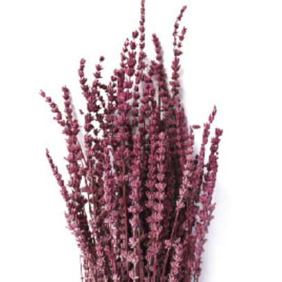 Лаванда Boysenberry стабилизированная (1 пучок)