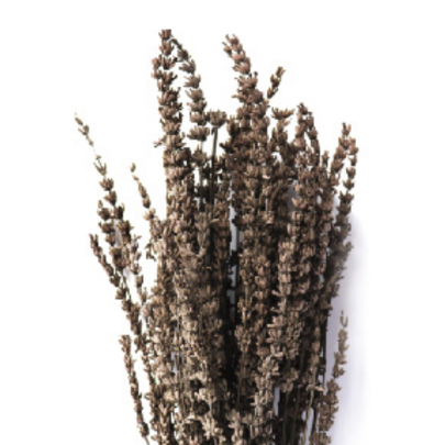 Лаванда Brown стабилизированная (1 пучок)