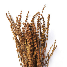 Лаванда Copper Color стабилизированная (1 пучок)