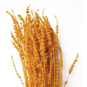 Лаванда Dark Orange стабилизированная оптом (1 пучок)