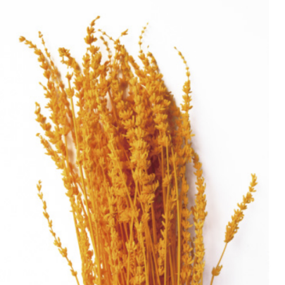 Лаванда Dark Orange стабилизированная (1 пучок)