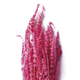 Лаванда Dark Pink стабилизированная оптом (1 пучок)