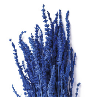 Лаванда Deep Blue стабилизированная оптом (1 пучок)