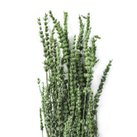 Лаванда Green стабилизированная (1 пучок)
