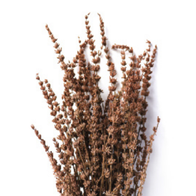 Лаванда Light Brown стабилизированная (1 пучок)