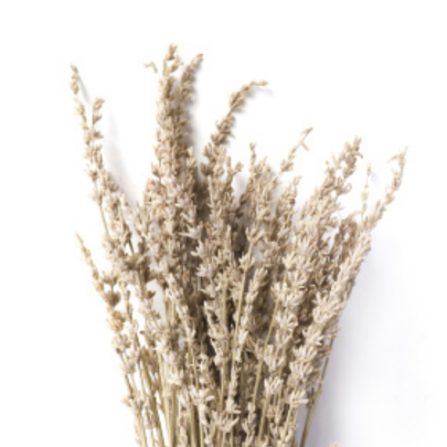 Лаванда Mauve Pale стабилизированная оптом (1 пучок)