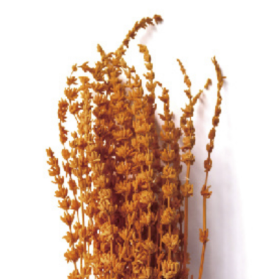 Лаванда Persimmon стабилизированная (1 пучок)