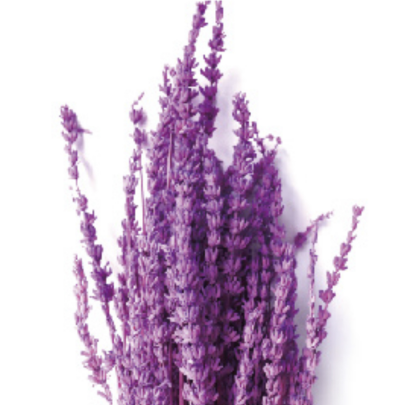 Лаванда Purple стабилизированная оптом (1 пучок)