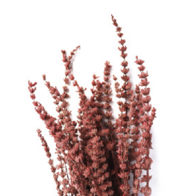 Лаванда Red Brown стабилизированная оптом (1 пучок)