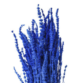 Лаванда Royal Blue стабилизированная оптом (1 пучок)