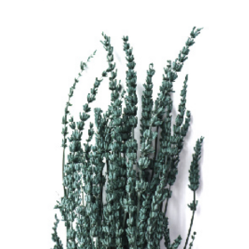 Лаванда Sea Green стабилизированная (1 пучок)
