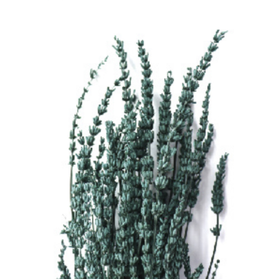 Лаванда Sea Green стабилизированная оптом (1 пучок)