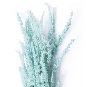 Лаванда Tiffany Blue стабилизированная оптом (1 пучок)