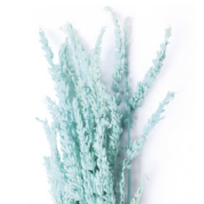 Лаванда Tiffany Blue стабилизированная оптом (1 пучок)